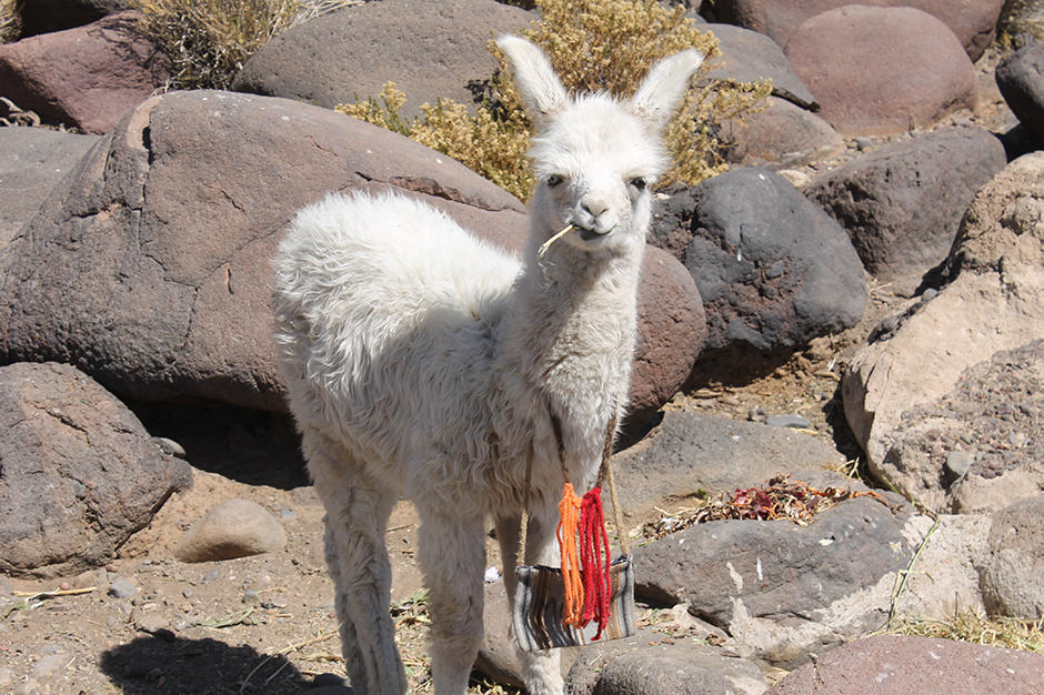 A white llama stands among rocks in Bolivia