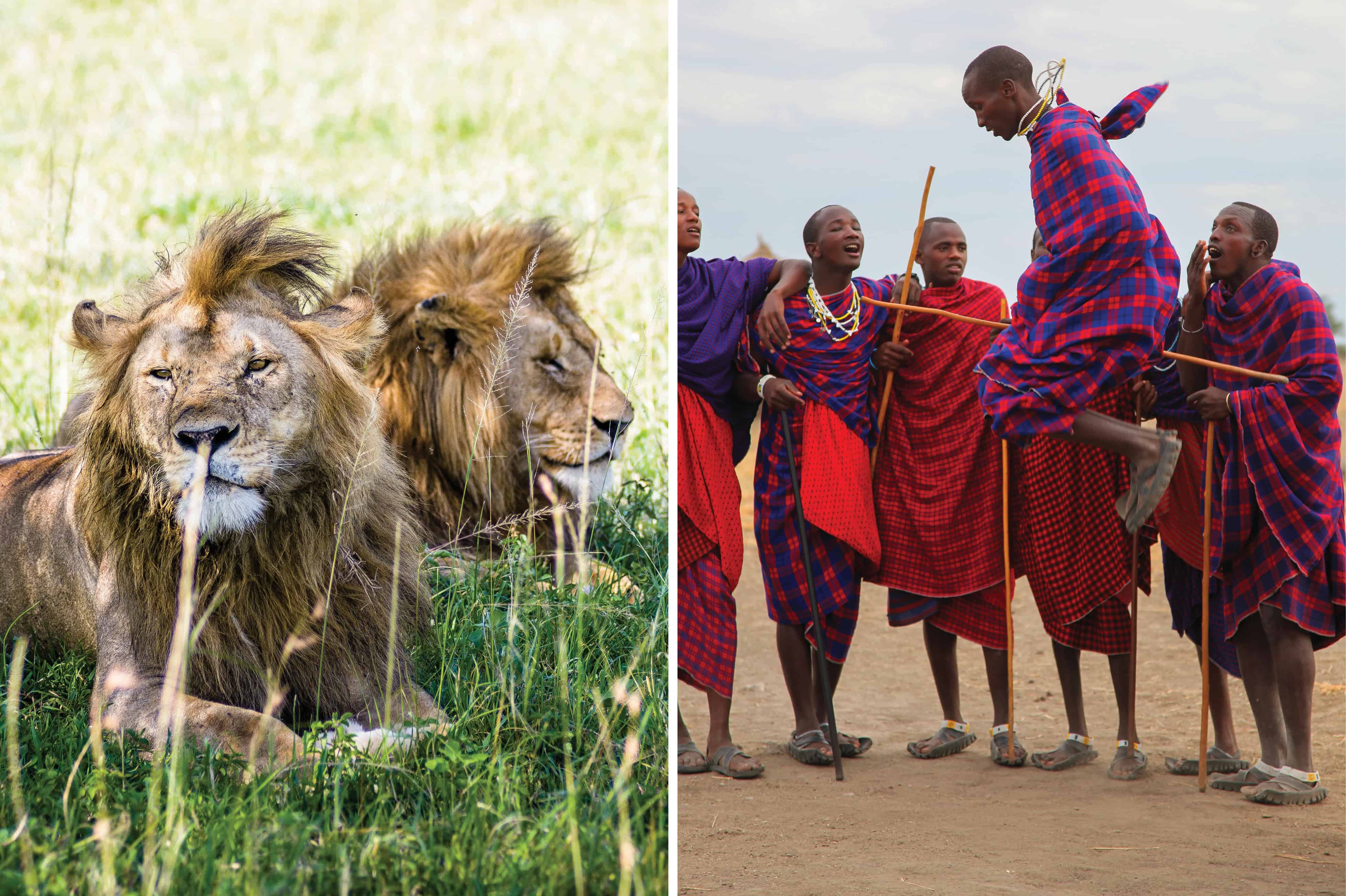 Lions and local people celebrating in Tanzania