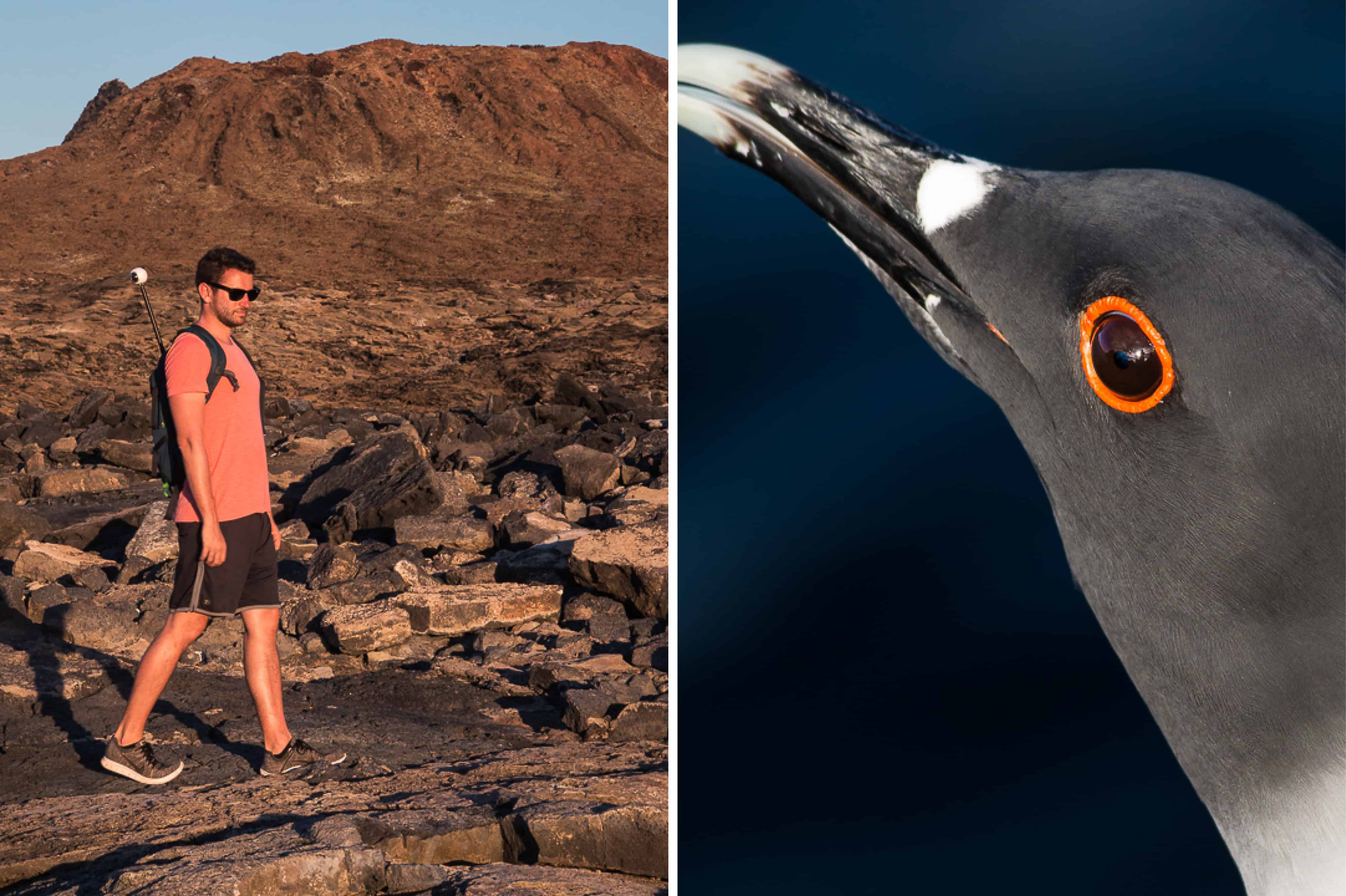 Colin Heinrich in the Galapagos Islands, and a penguin face