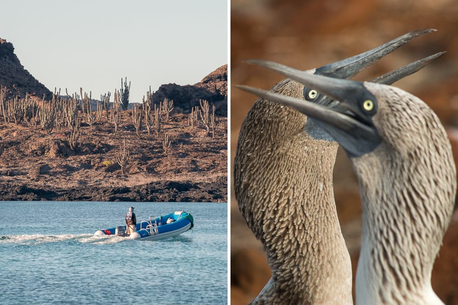 Motorboat on the water and faces of birds on the Galapagos islands