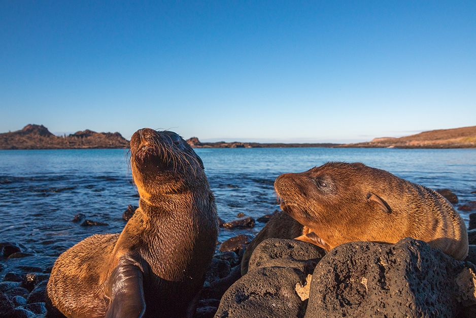 Sea lions in the Galápagos. Courtesy Indagare