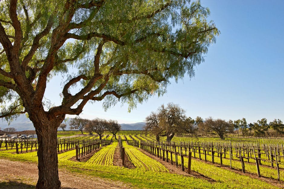 Vineyard in Santa Barbara