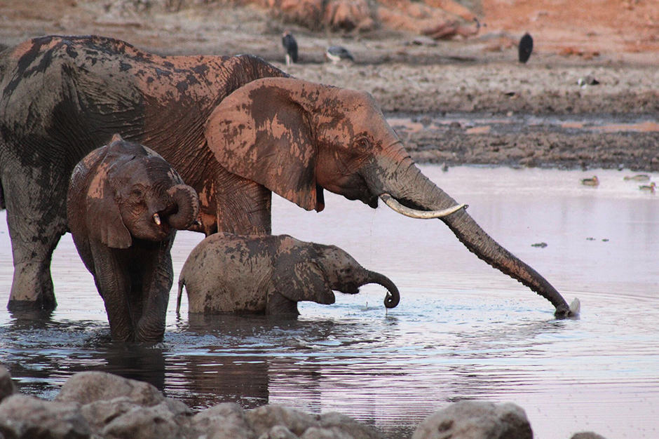 Elephants at Hwange National Park Zimbabwe. Photo by Indagare