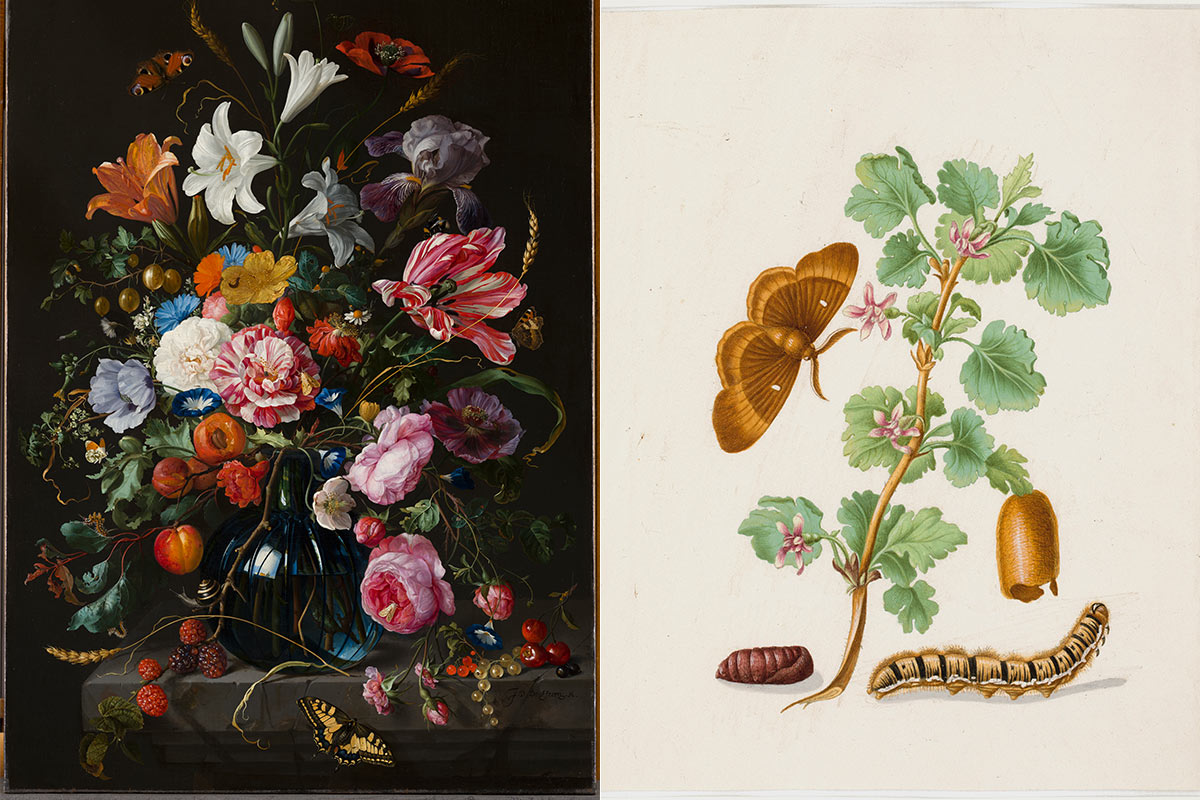 From left: Jan Davidsz de Heem, Vase of Flowers; Maria Sibylla Merian, Metamorphosis of the Oak Eggar on a Sprig of Gooseberry Blossom. Both courtesy Mauritshuis 