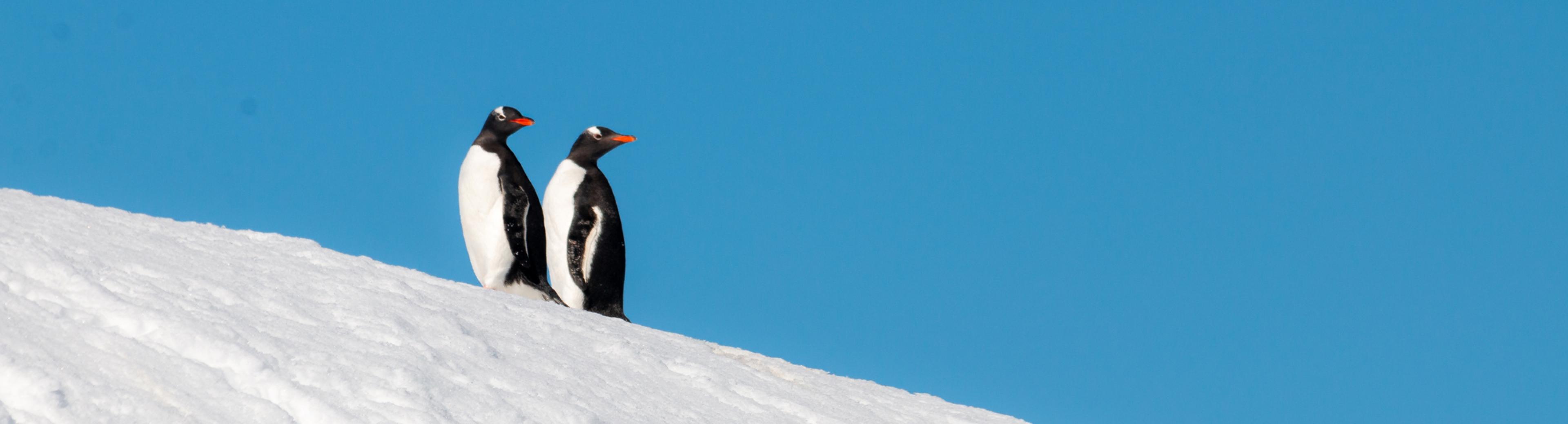 penguins on a hill