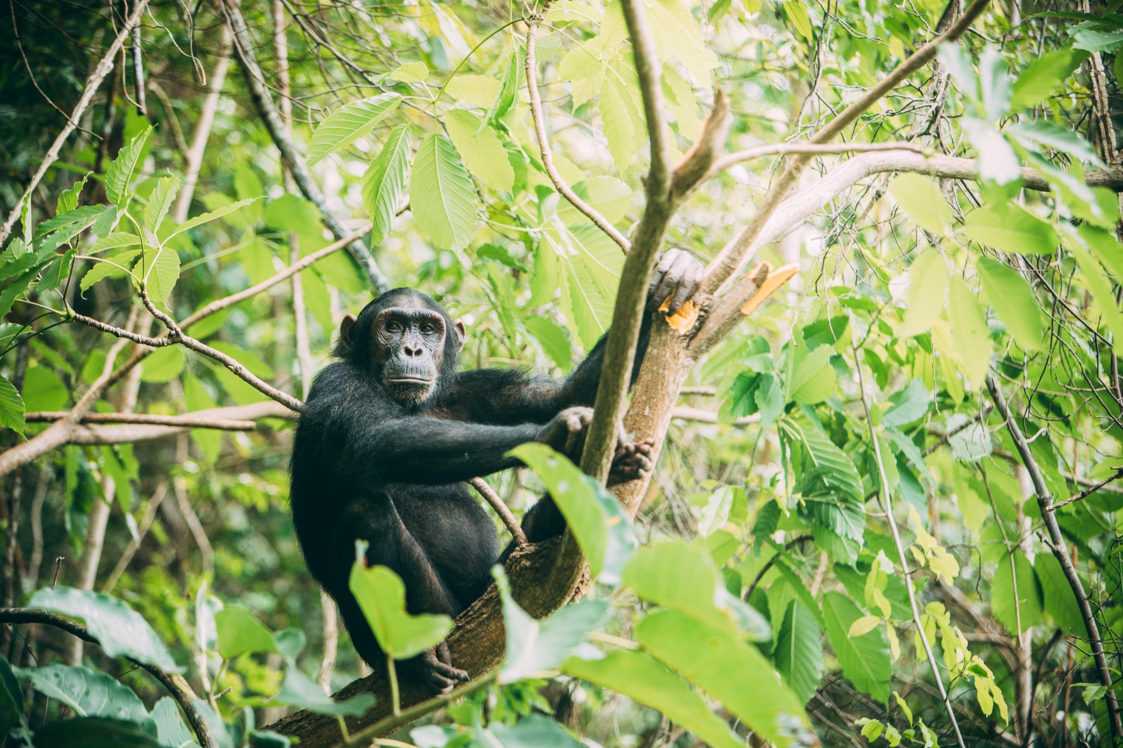 Gorilla sitting amidst trees