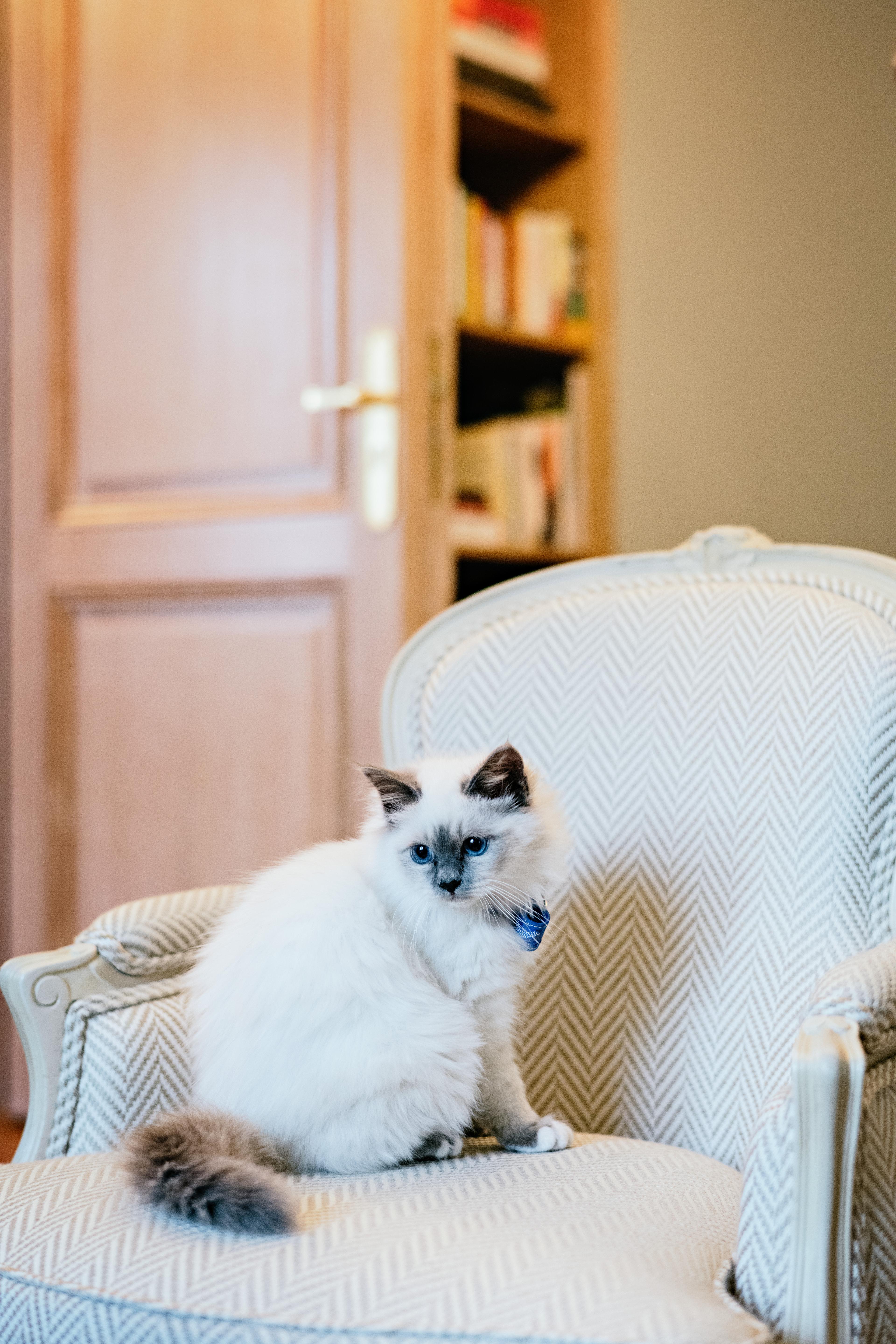 cat in a paris hotel sitting on fancy chair
