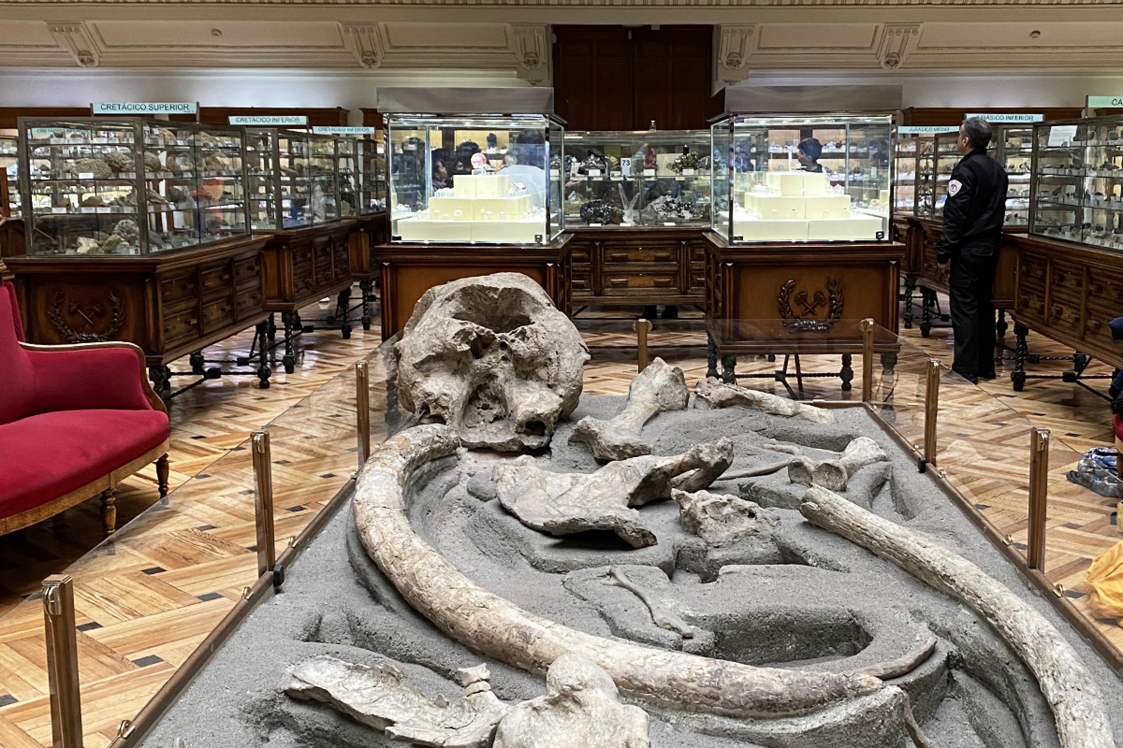 fossils on display in a european museum