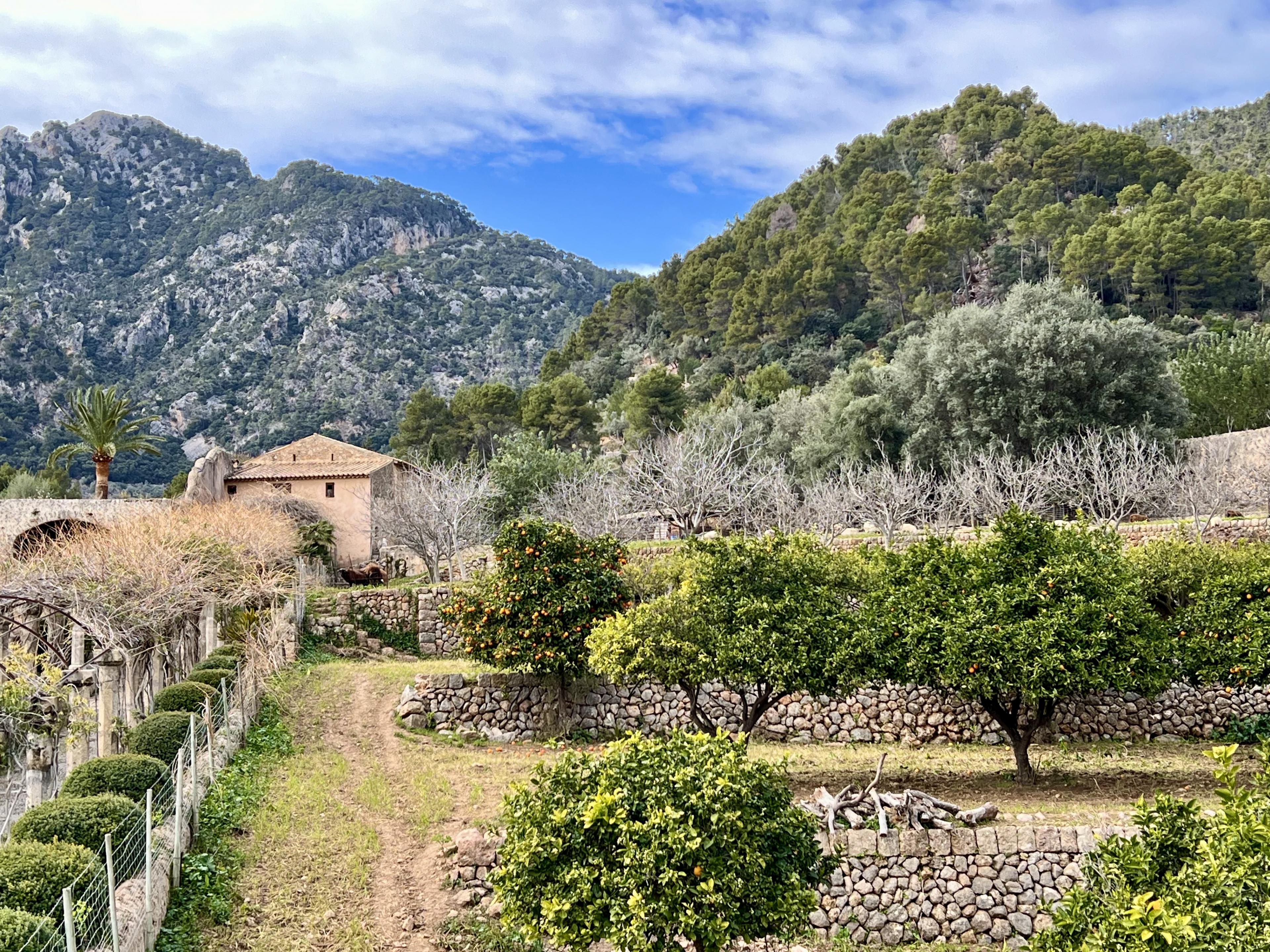 Orange and lemon trees in an orchard next to a historic old home set against the mountains 