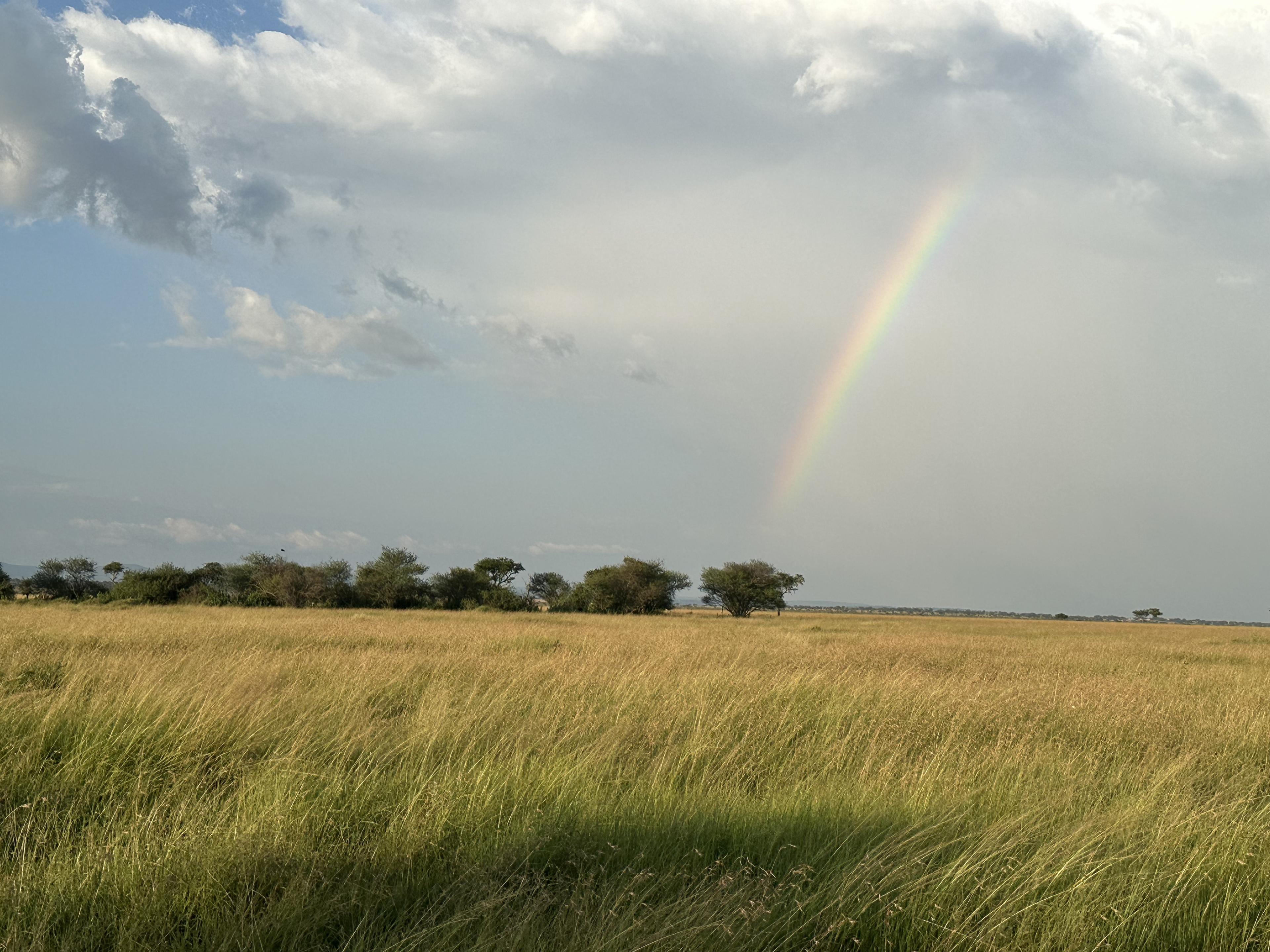 rainbow rising above the east african plains with grassy area in foreground and blue sky on left and light rainstorm on right