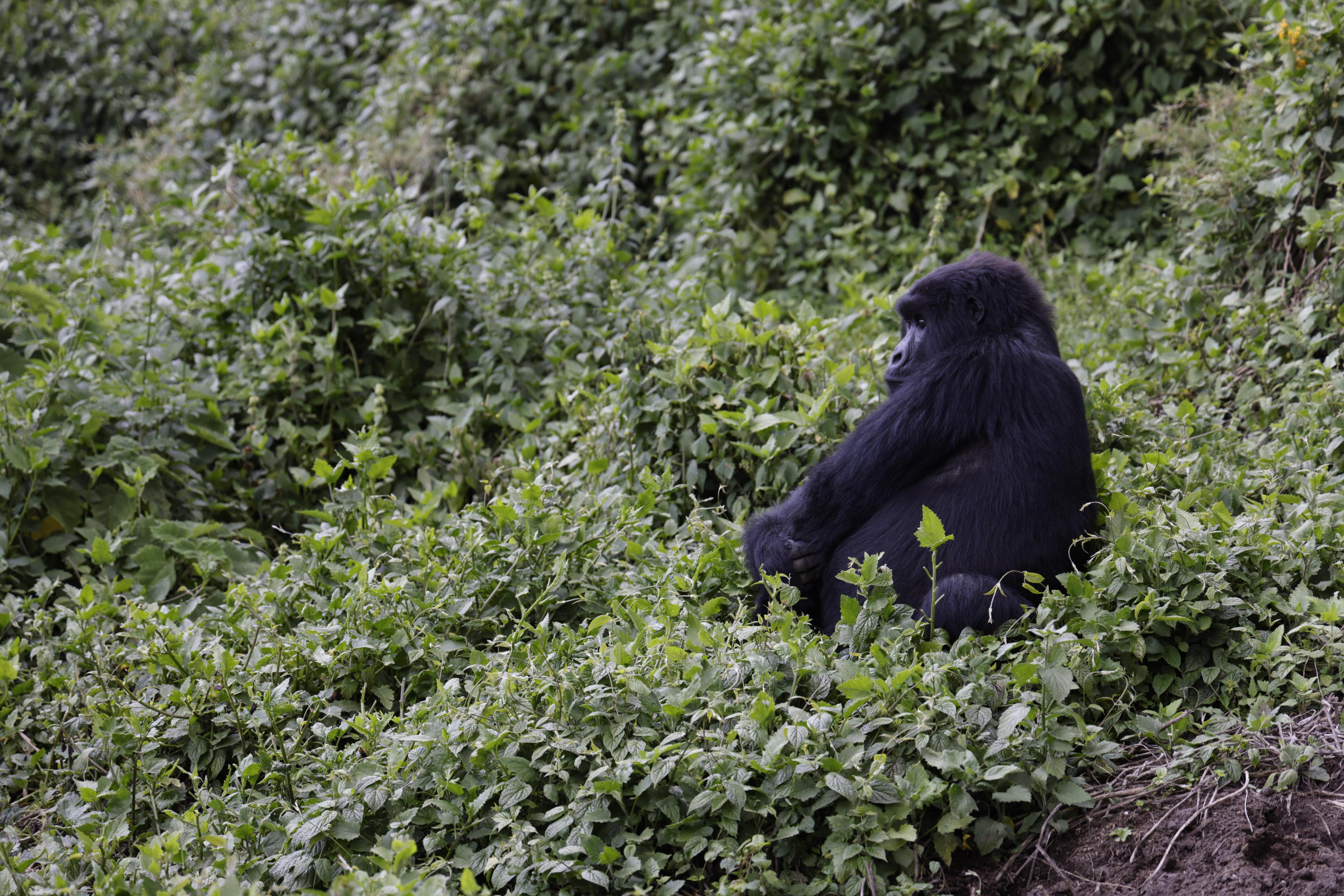 black gorilla sitting in greenery looking off to the left
