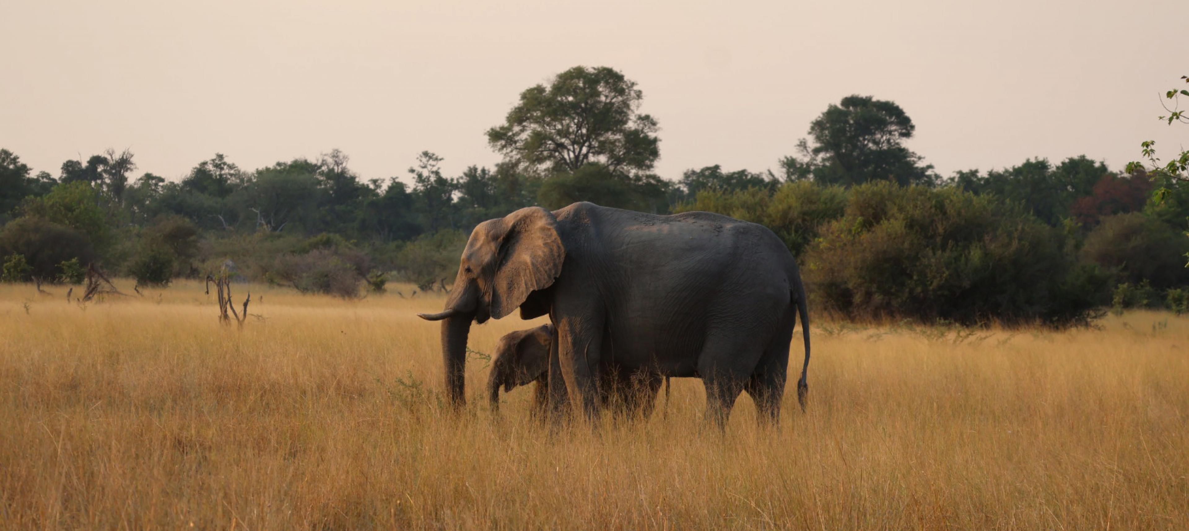 Elephant with calf, Botswana