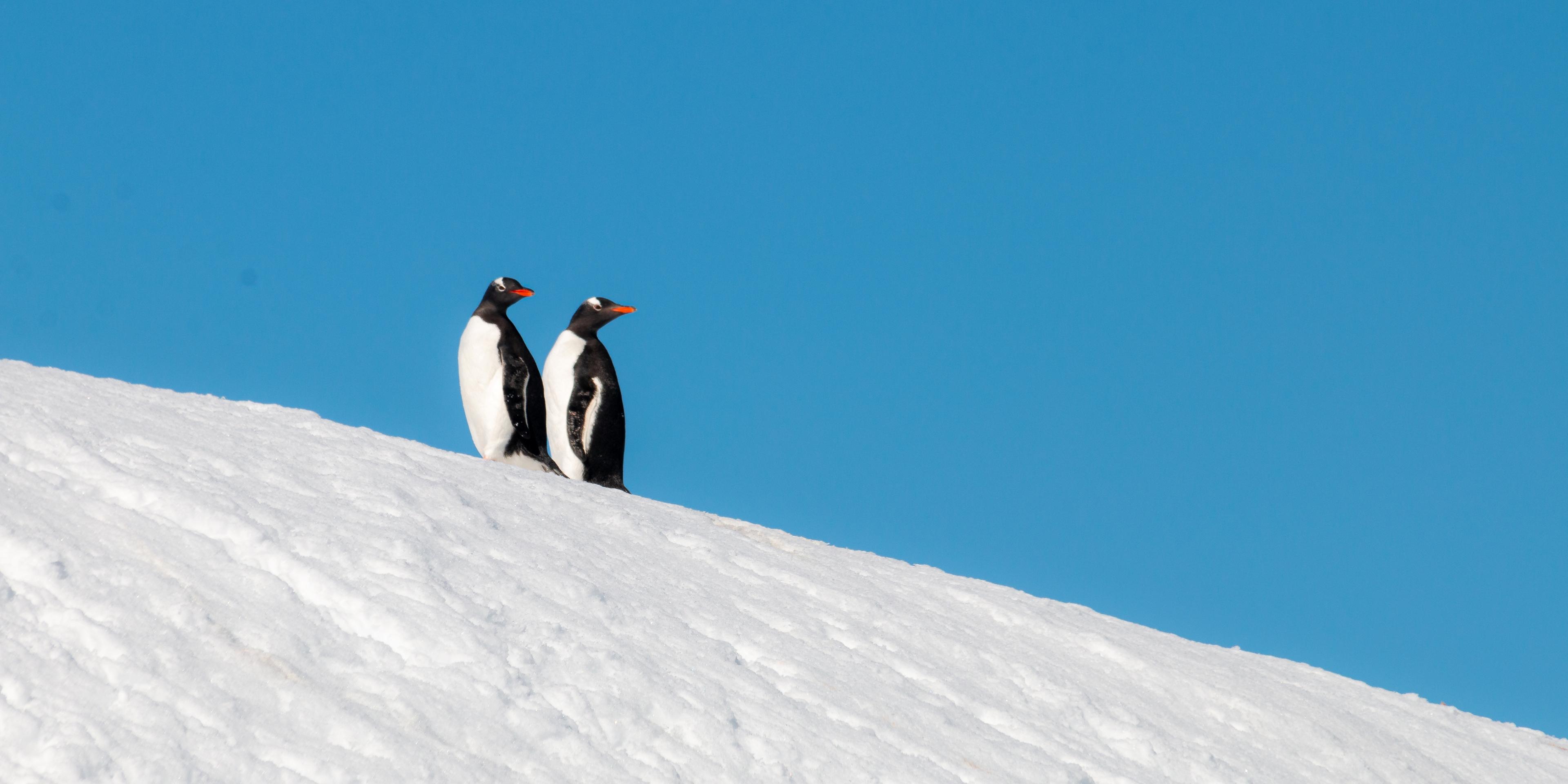 two penguins walking up icy hill in antarctica and looking behind them