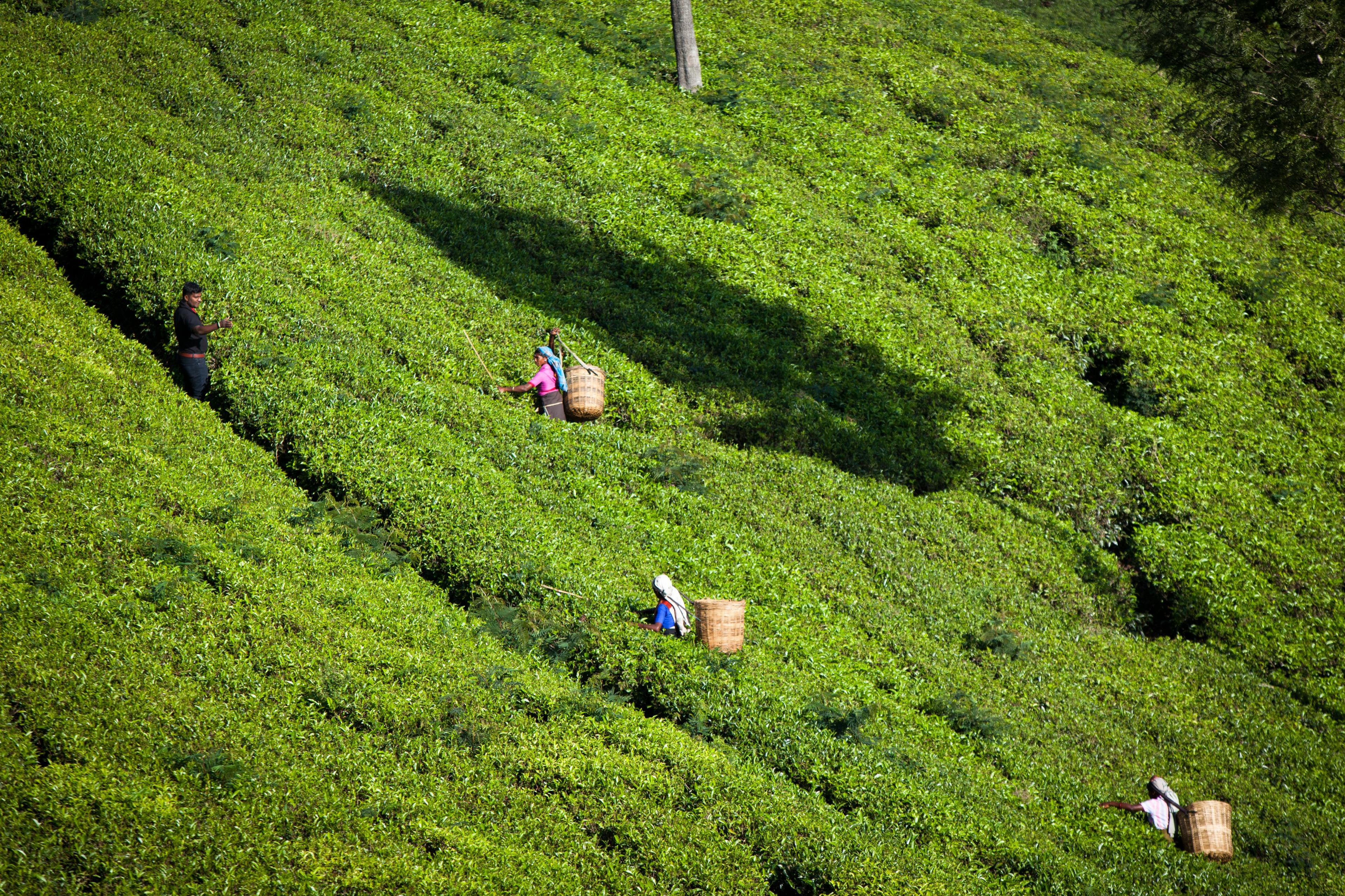 People working in tea gardens green hill holding barrels