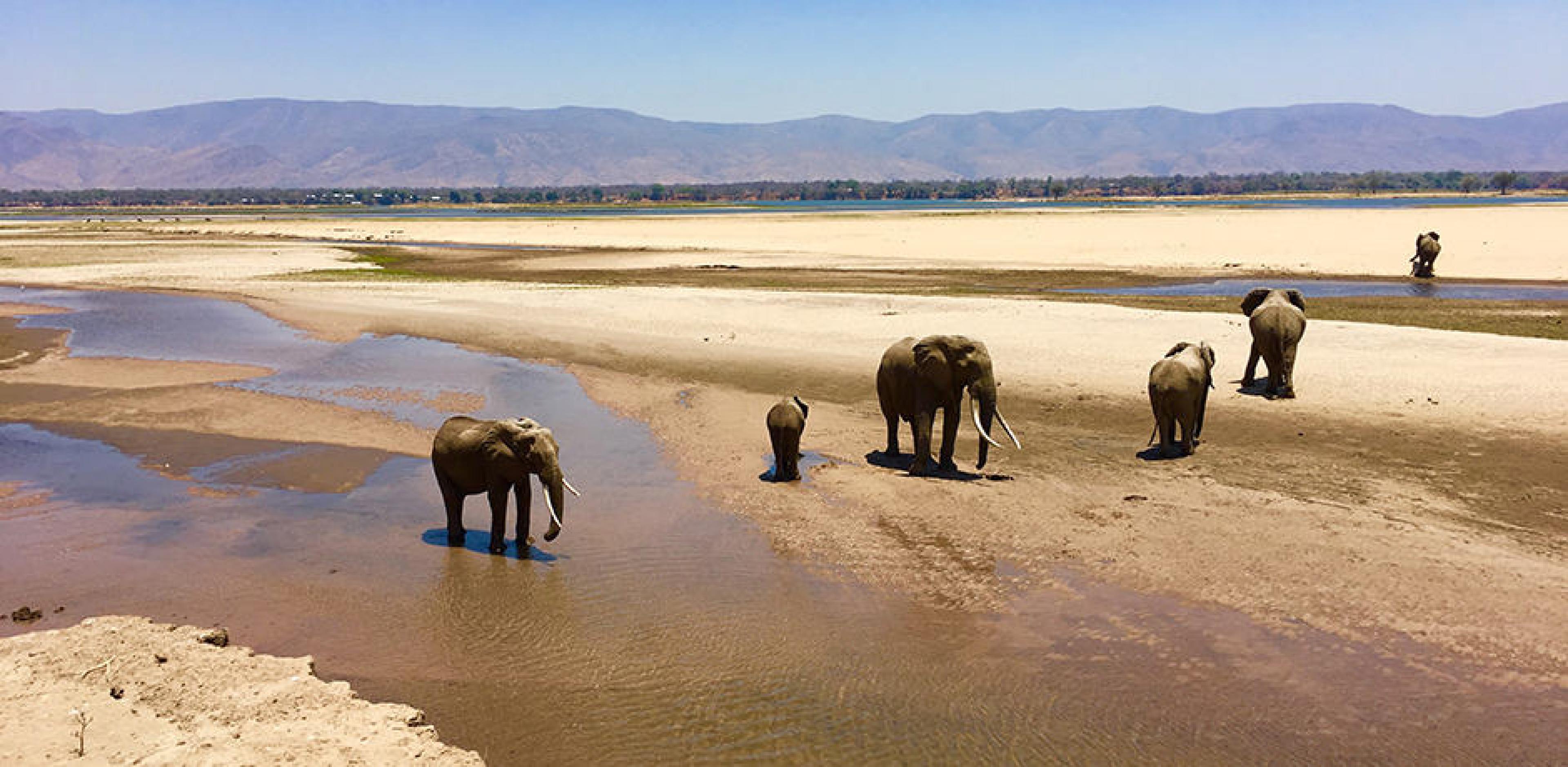 Elephants in the Zambezi flood plains at Mana Pools, Zimbabwe. 