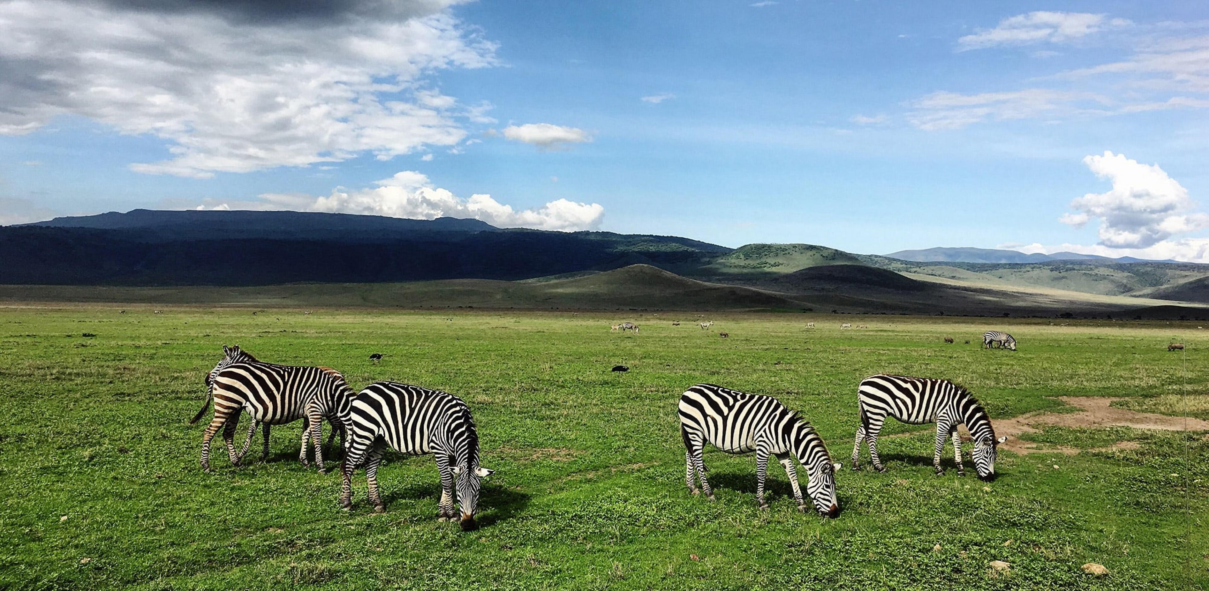 Zebras on a green plain