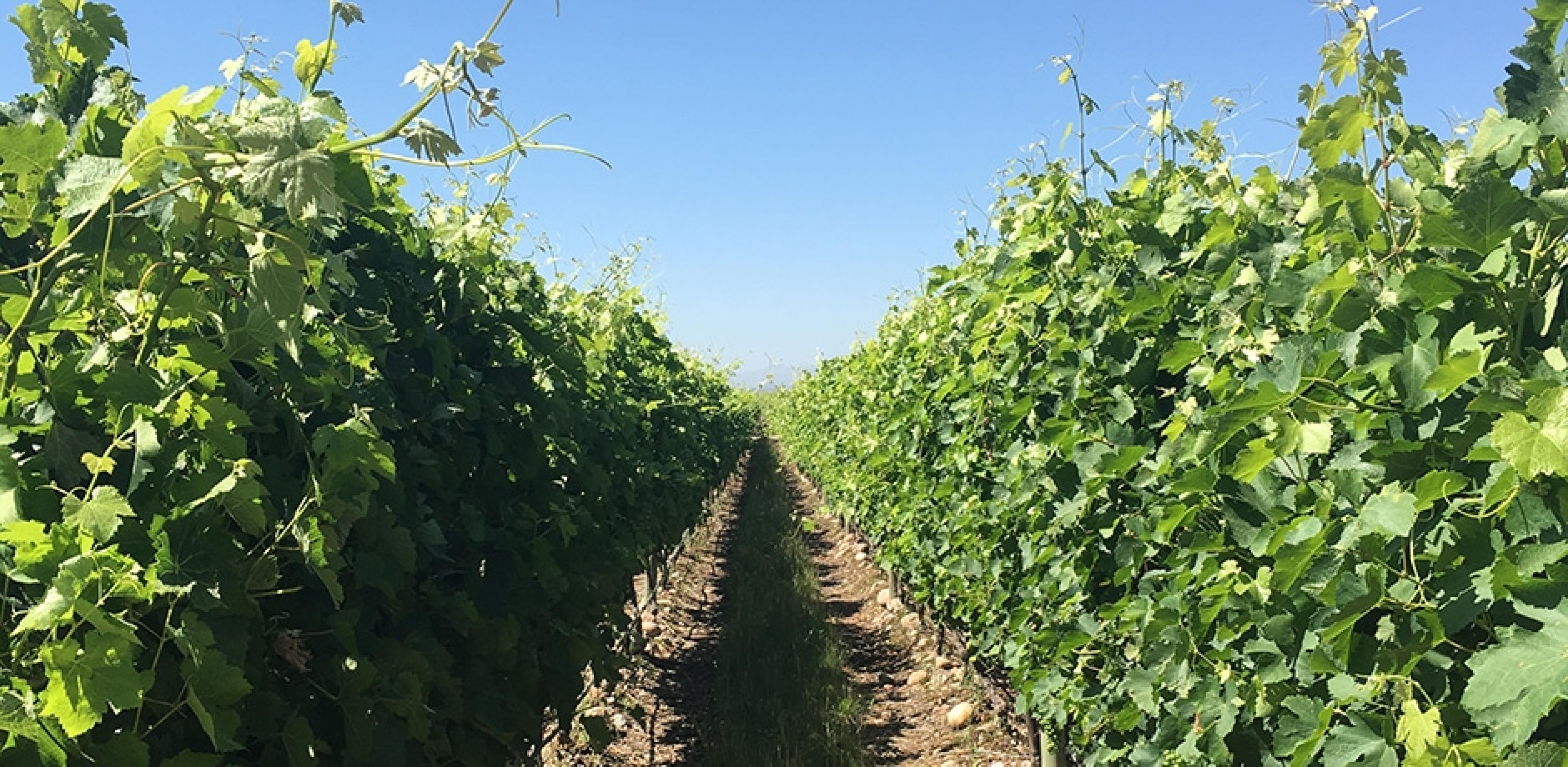 a row of grapes