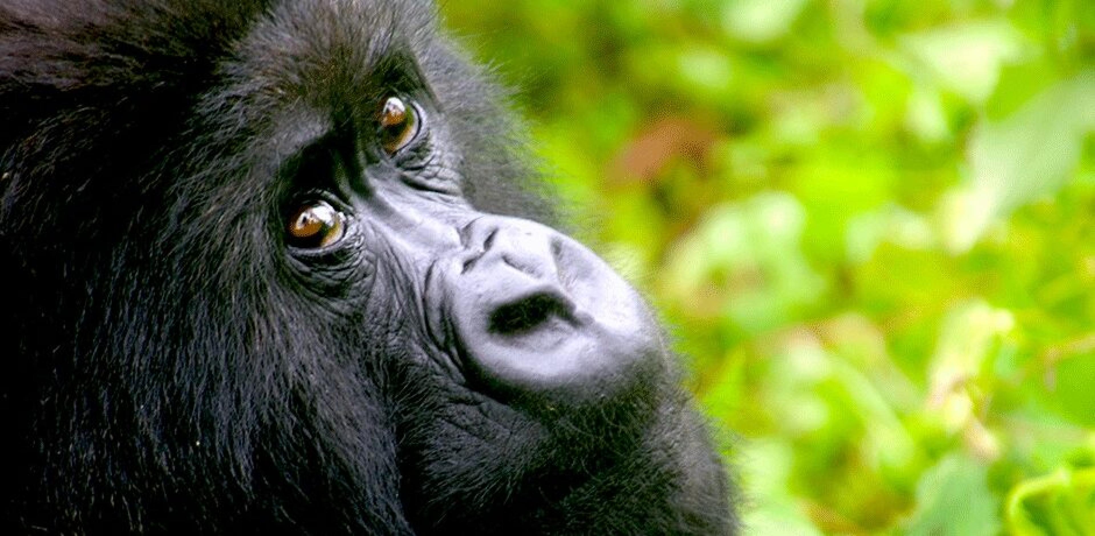 A gorilla in Rwanda's Volcanoes National Park.