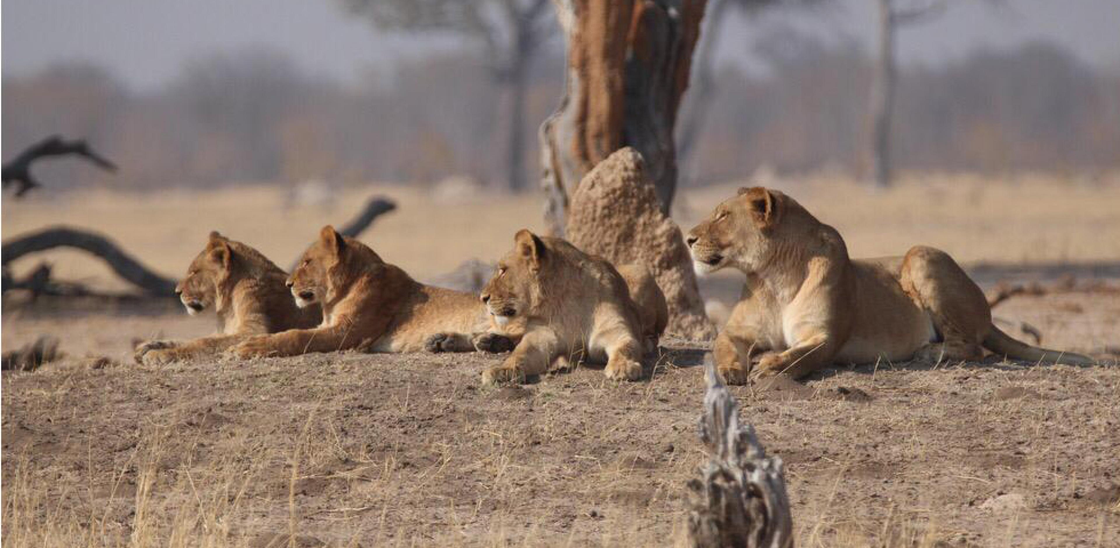 lioness and cubs in zimbabwe
