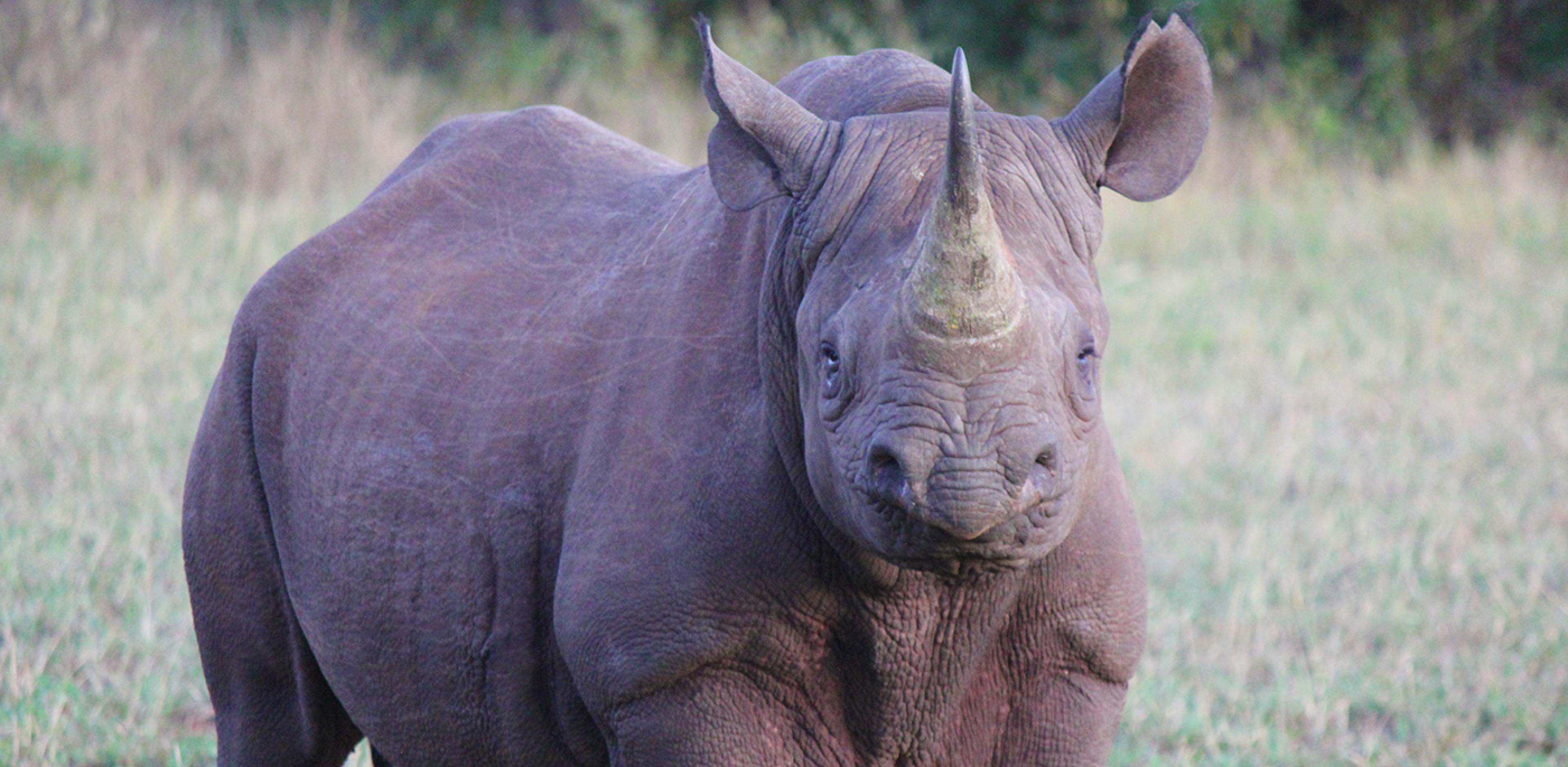 a black rhino looking towards the camera 