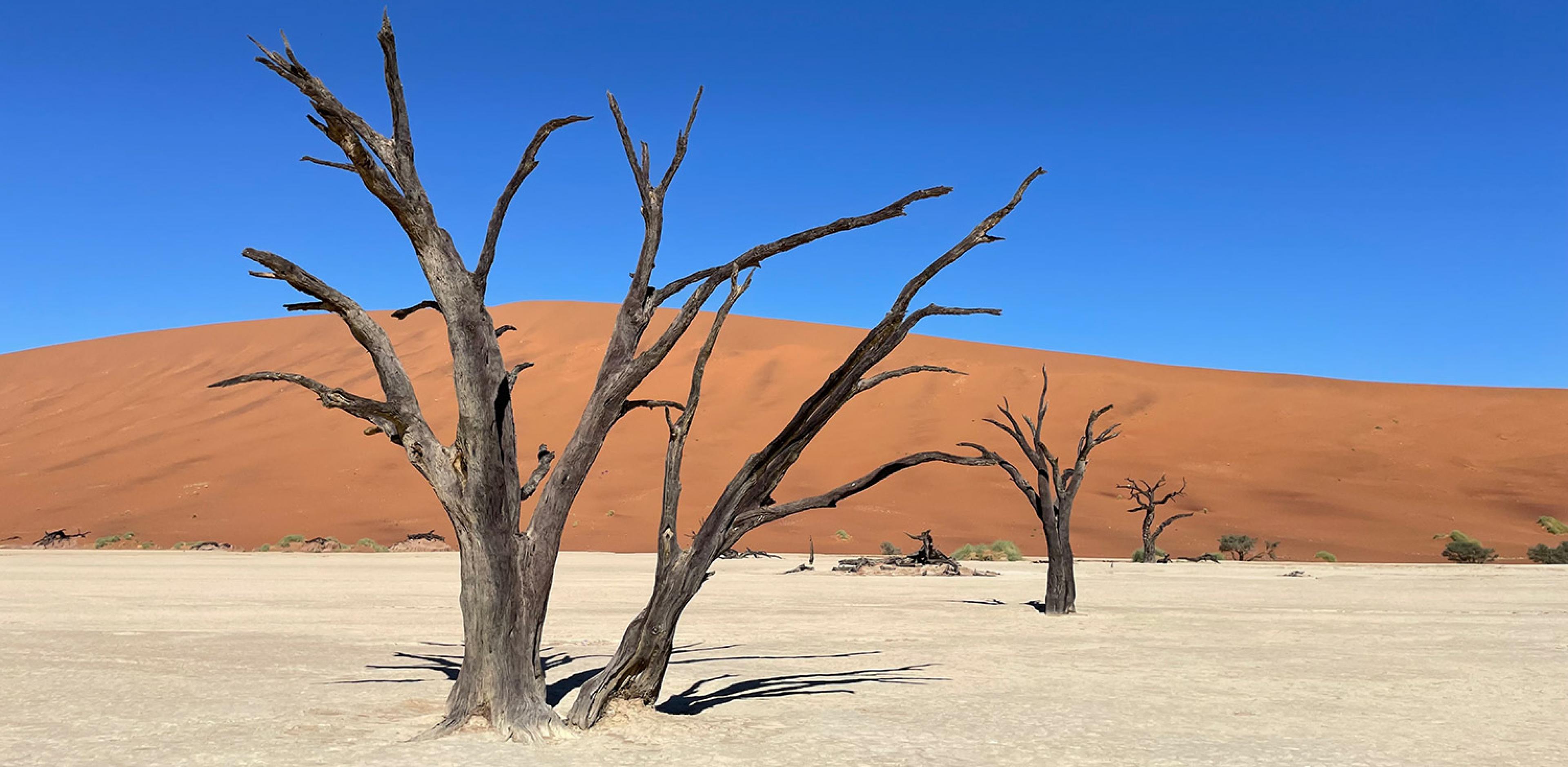 dead trees in desert with red sand dune mountain in background