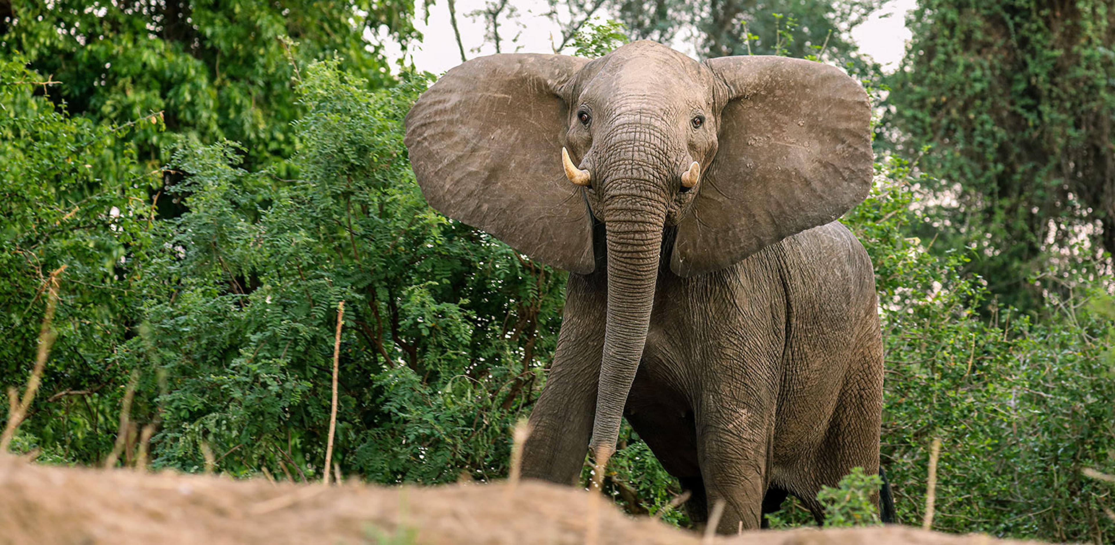 elephant in mana pools zimbabwe safari