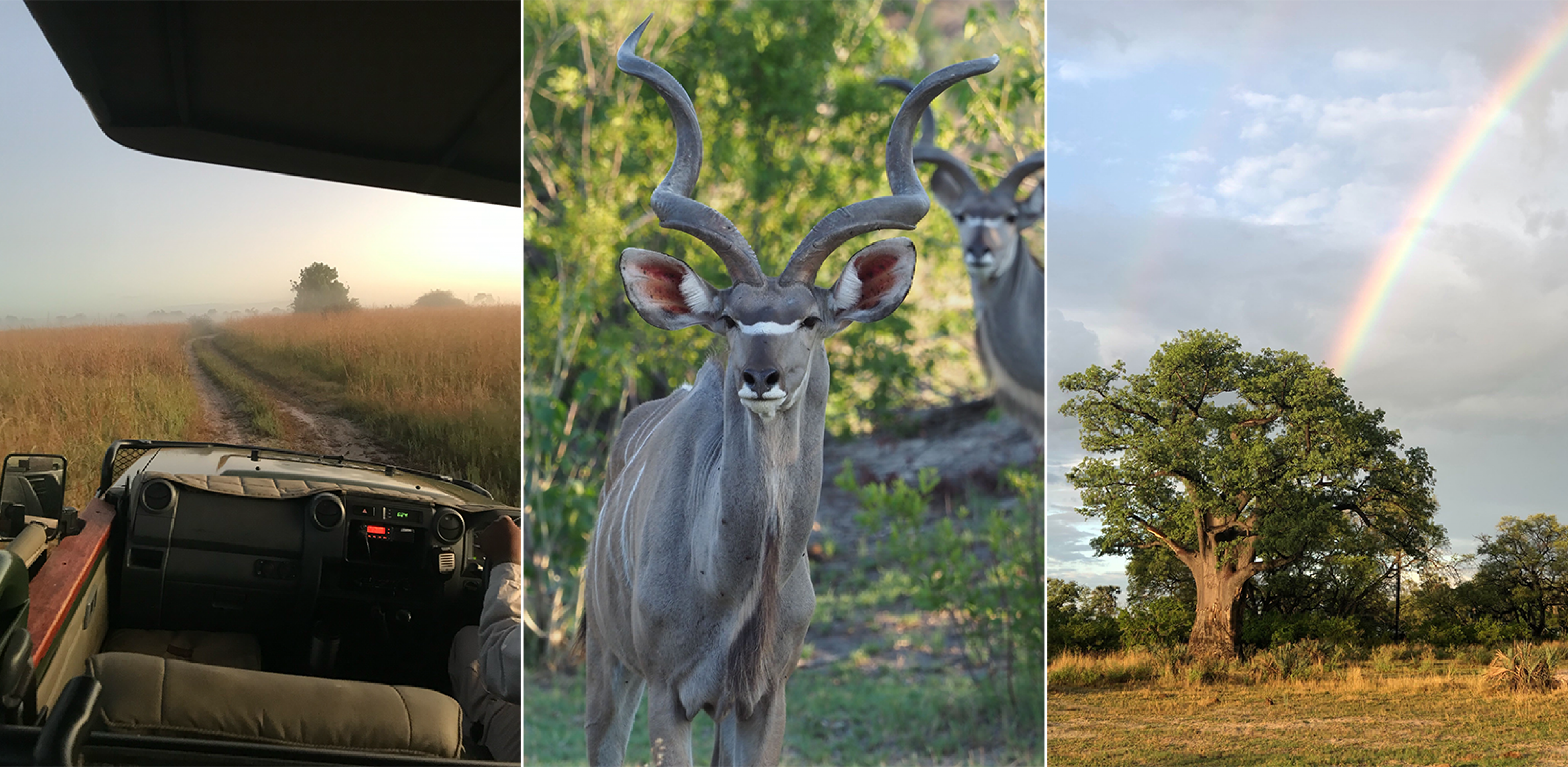 Game Drive ride; Kudu animals; Baobab tree