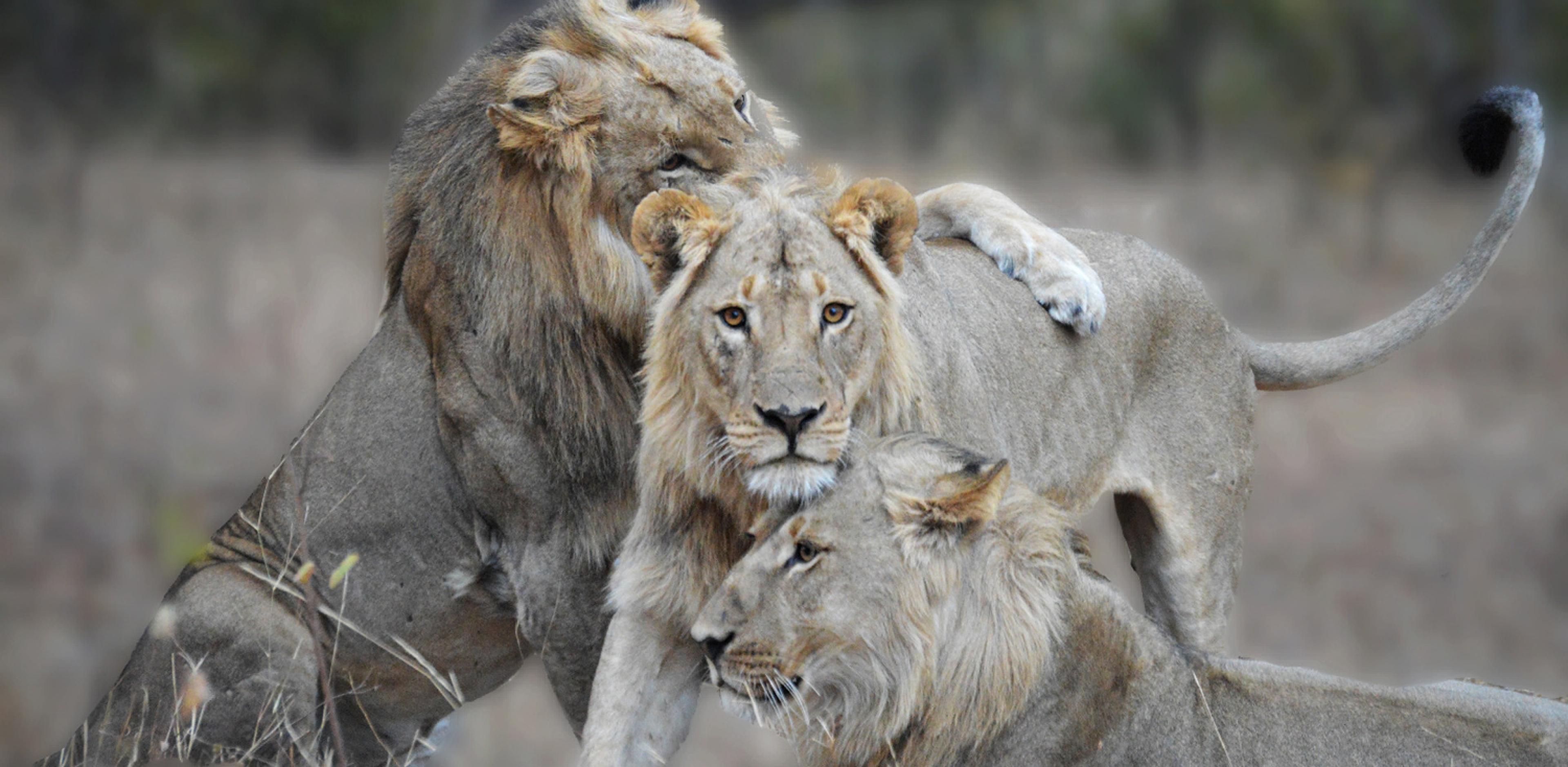 three lions snuggling