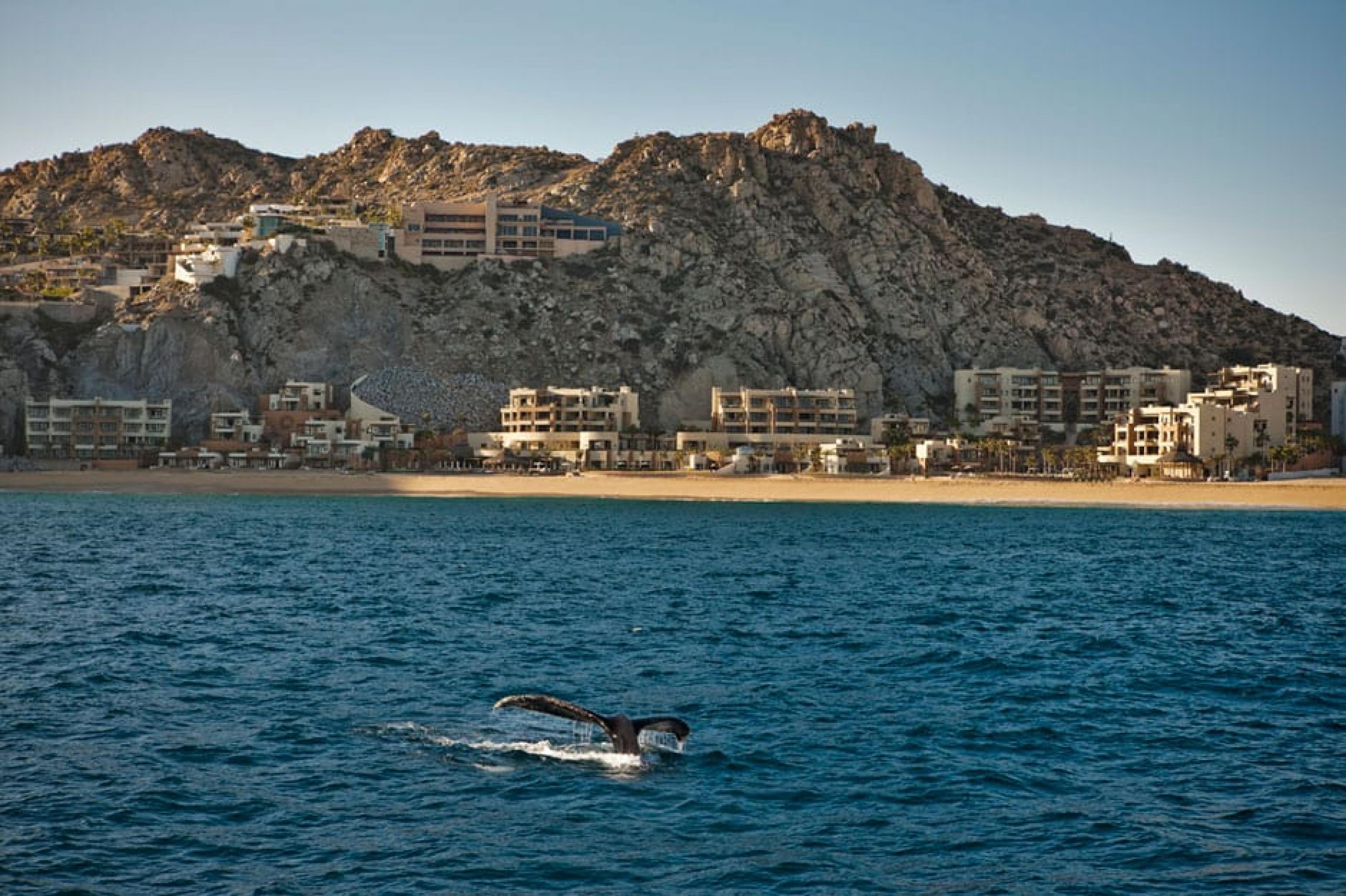 Aerial View-Whale Watching ,Los Cabos, Mexico