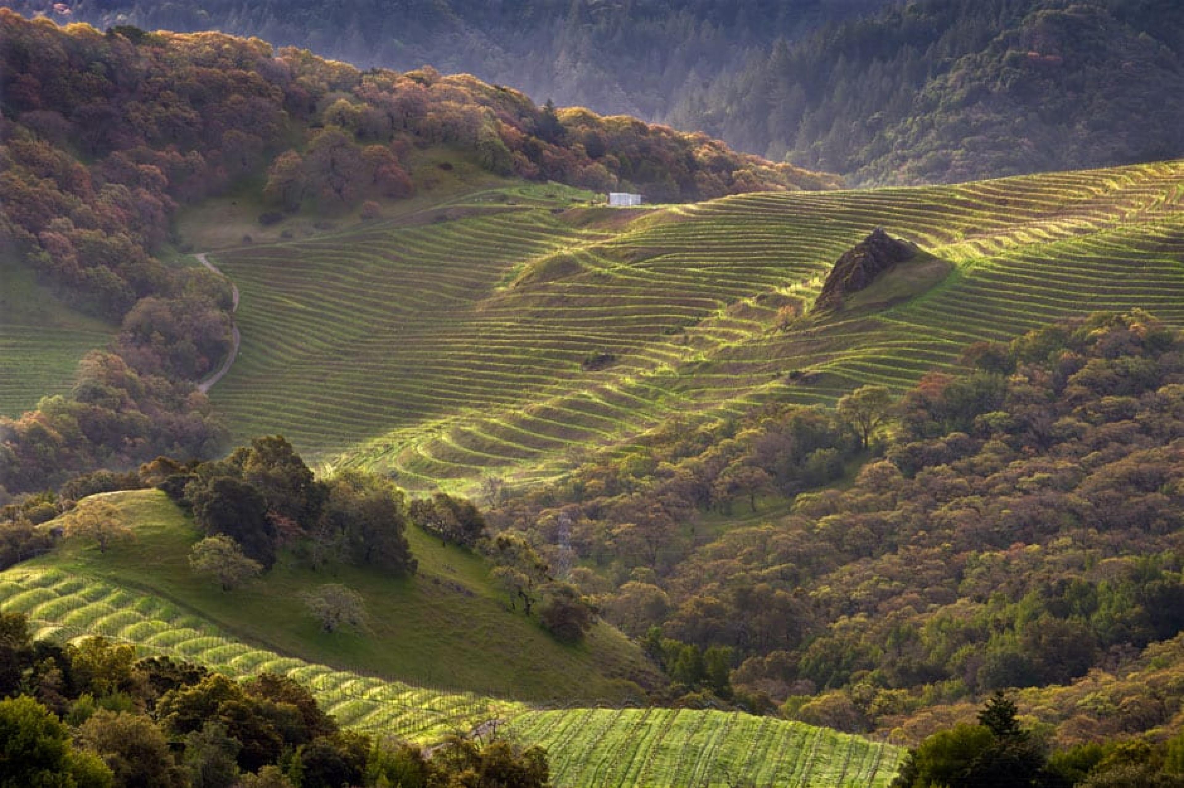 Aerial View-Cain Vineyard & Winery ,Napa Valley, California-Photo by Janis Miglavs