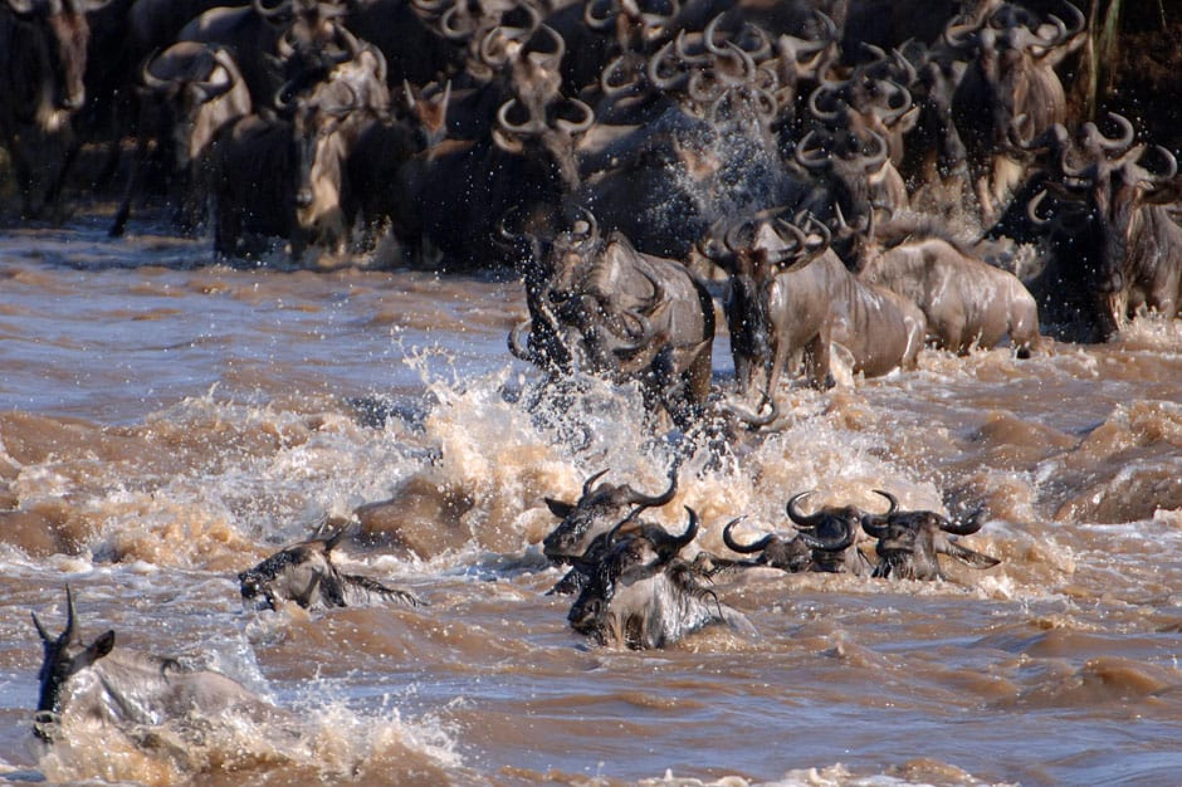 Grazing Animals at The Great Migration ,  Tanzania